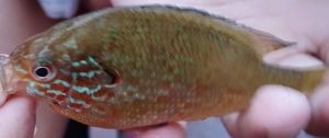 Green Sunfish