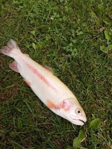 Rainbow Trout