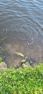 Chain Pickerel