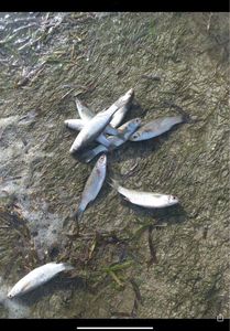 Golden Grey Mullet