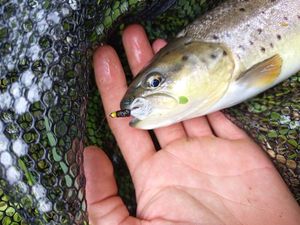 Brown Trout