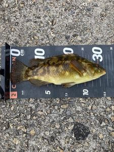 Ballan Wrasse