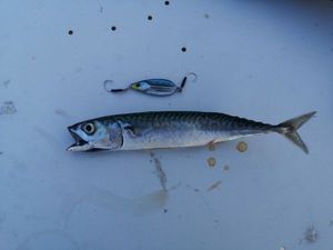 Mackerel