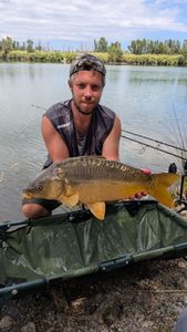 Mirror Carp