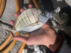 White Seabream