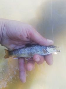 Brown Trout