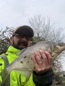 Common Bream