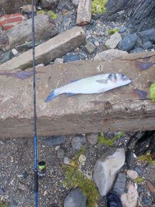 European Bass (Seabass)