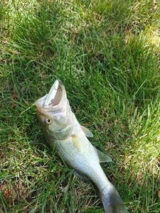 Largemouth Bass