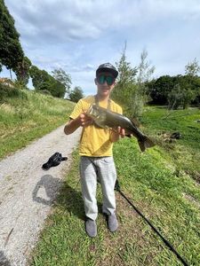 Largemouth Bass