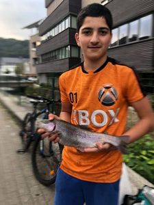 Brown Trout