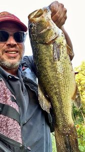 Largemouth Bass