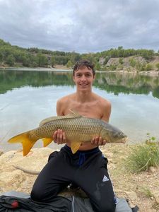 Common Carp
