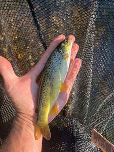 Brown Trout