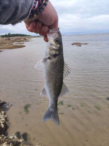 European Bass (Seabass)