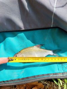 Common Bream