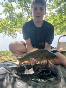 Common Carp