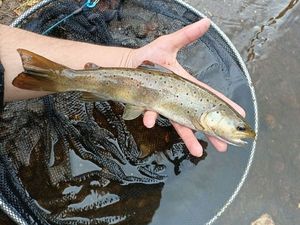 Brown Trout