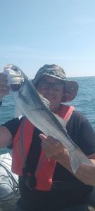 European Bass (Seabass)