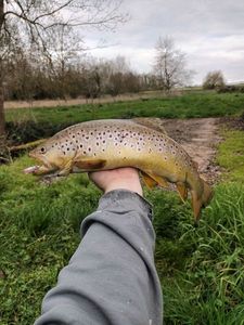 Brown Trout