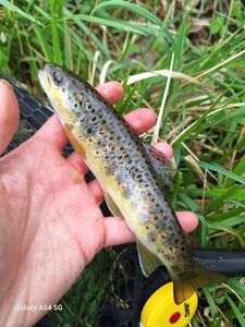 Brown Trout