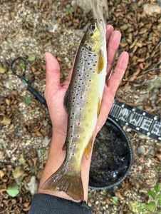 Brown Trout