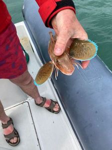 Grey Gurnard