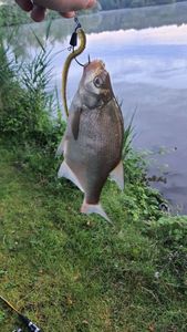 Common Bream