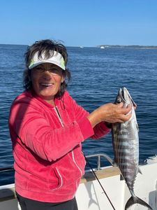 Atlantic Bonito