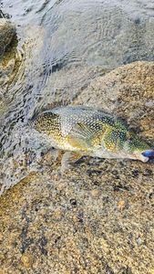 Ballan Wrasse