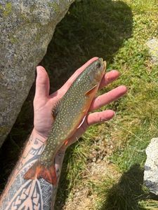 Brook Trout