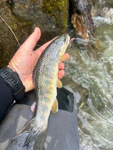 Brown Trout