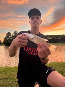 Smallmouth Bass