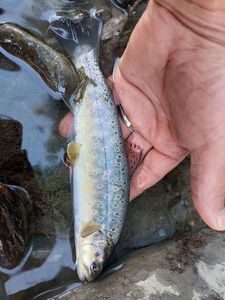 Rainbow Trout