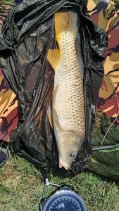 Common Carp