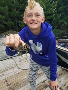 Crawfish 