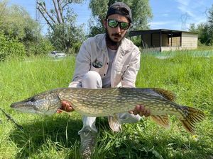 Northern Pike