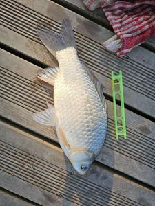 Crucian Carp