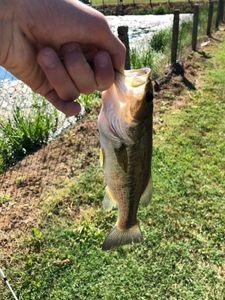Largemouth Bass