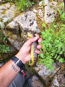Brown Trout