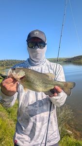 Largemouth Bass