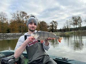 European Perch