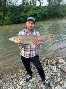 Barbel