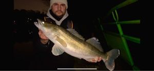 Zander
