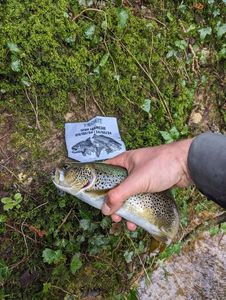 Brown Trout
