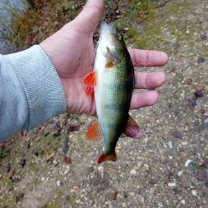 European Perch