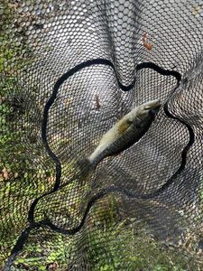 Largemouth Bass