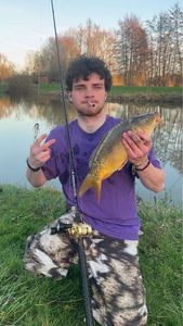 Mirror Carp