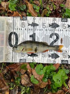 European Perch