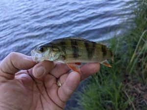 European Perch